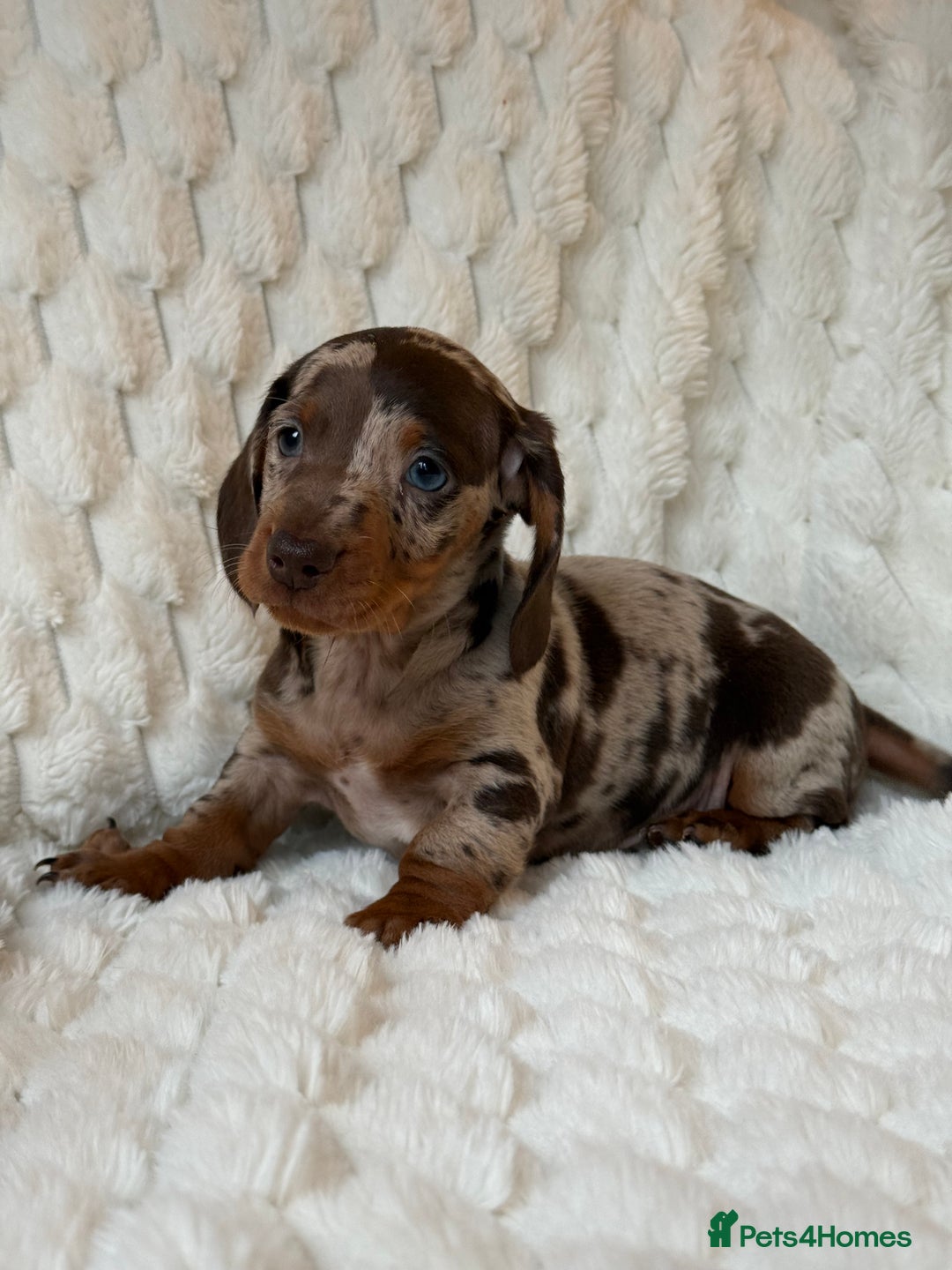 Miniature Dachshund dogs for sale: 💎MINATURE DACSHUND PUPPIES💎 - Advert 4