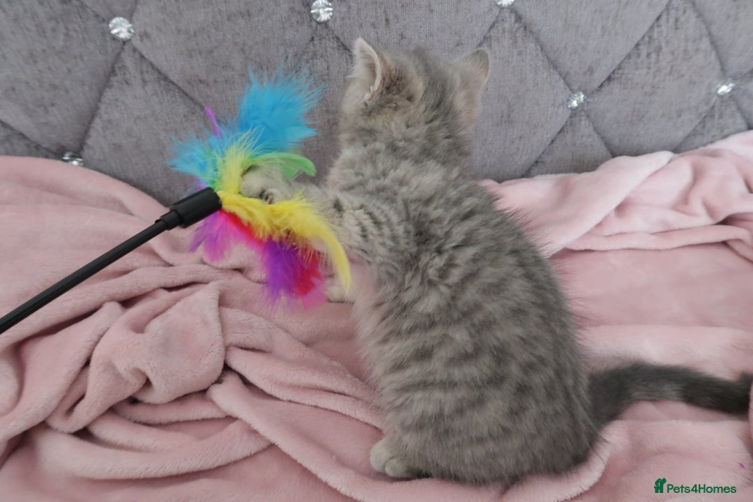 British Shorthair cats for sale: GCCF 💛 Sandy 💛 Pedigree British Shorthair Kitten - Advert 8