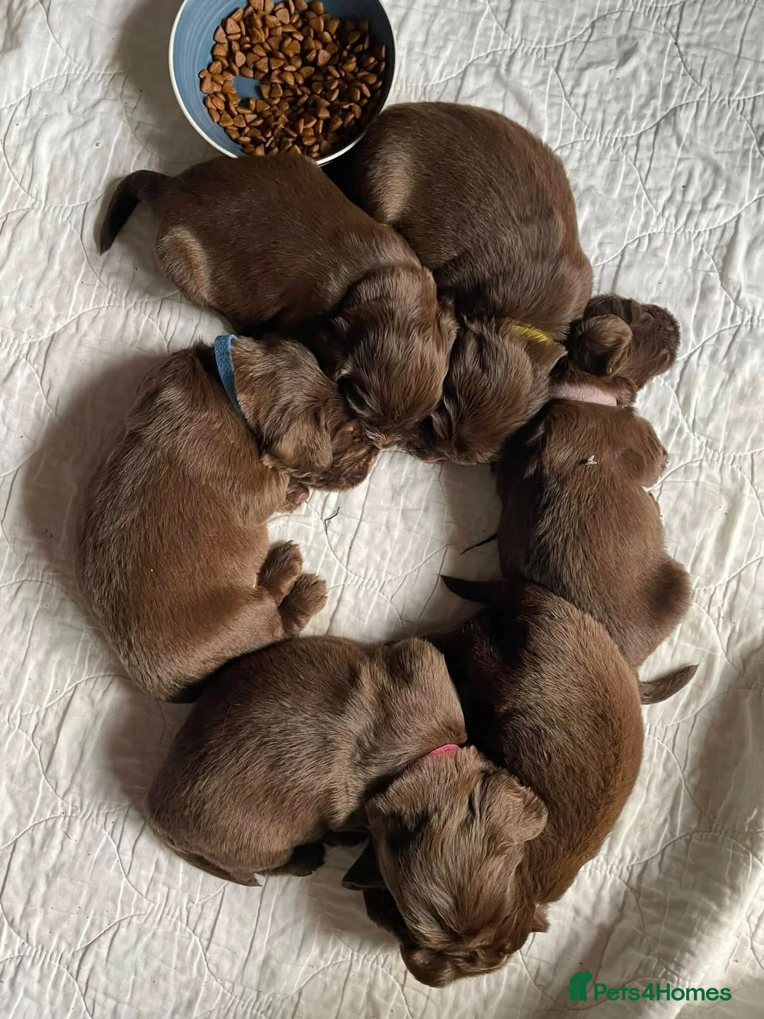 Sussex Spaniel dogs for sale: rimetime Sussex Spaniels Puppies Ready. in Peterhead - Advert 2