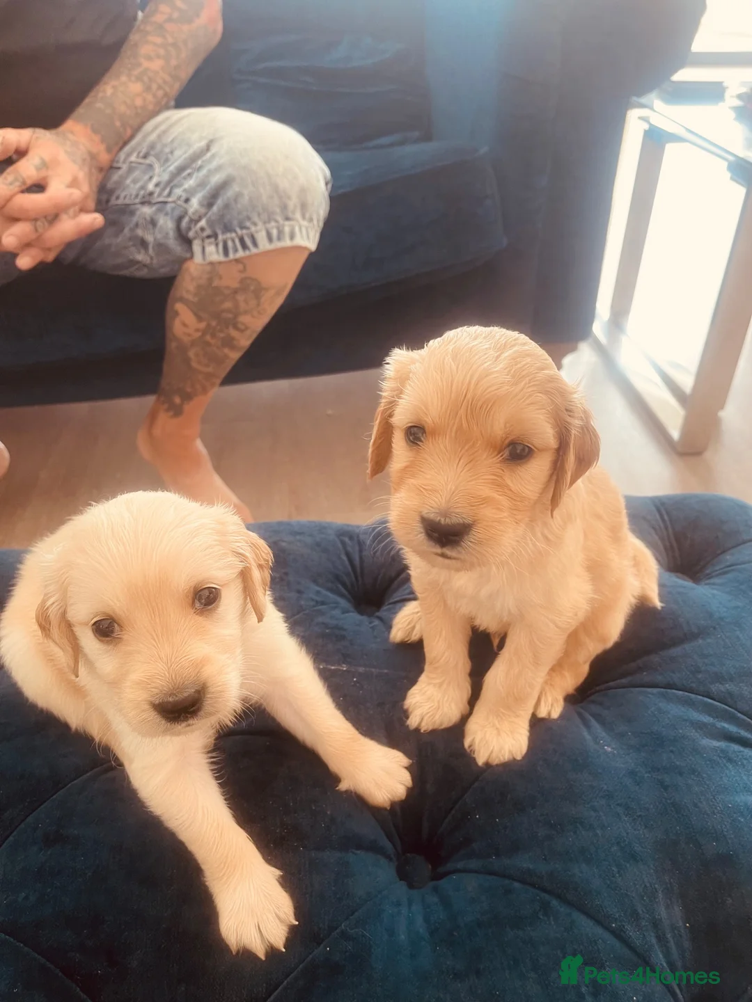 Goldendoodle dogs for sale: Beautiful strong puppy’s  - Advert 2