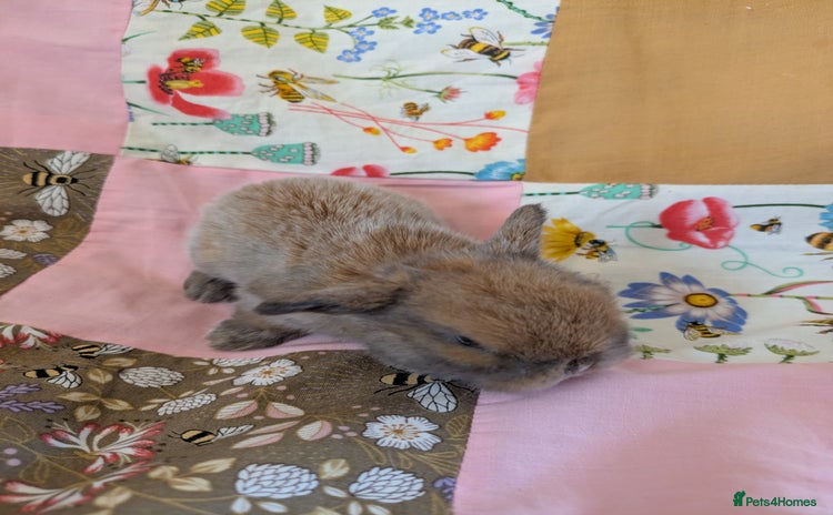 Mini Lop rabbits - Advert 10