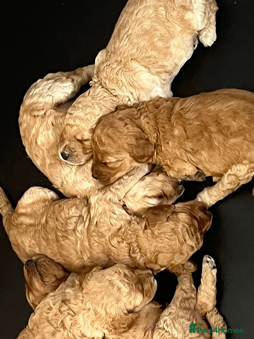 Cockapoo dogs for sale: Beautiful cockapoo puppies  in Widnes - Advert 1