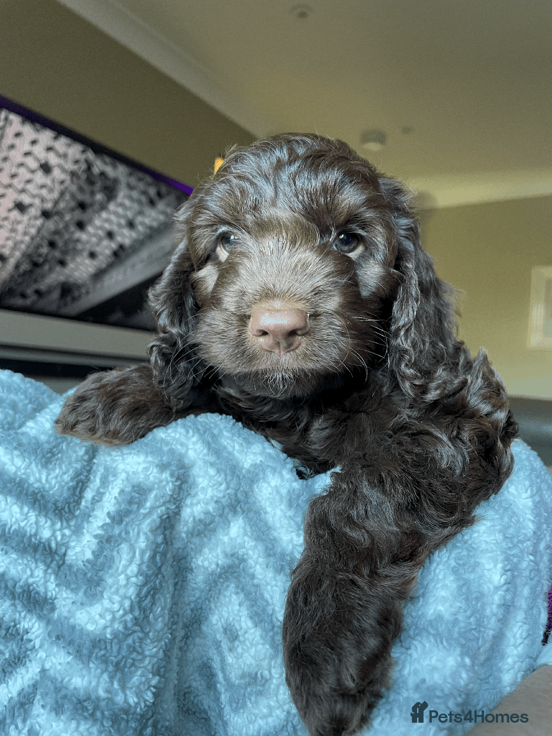Cockapoo dogs for sale: Beautiful Thick coated Fluffy F1 Toy Cockapoo pups - Advert 10