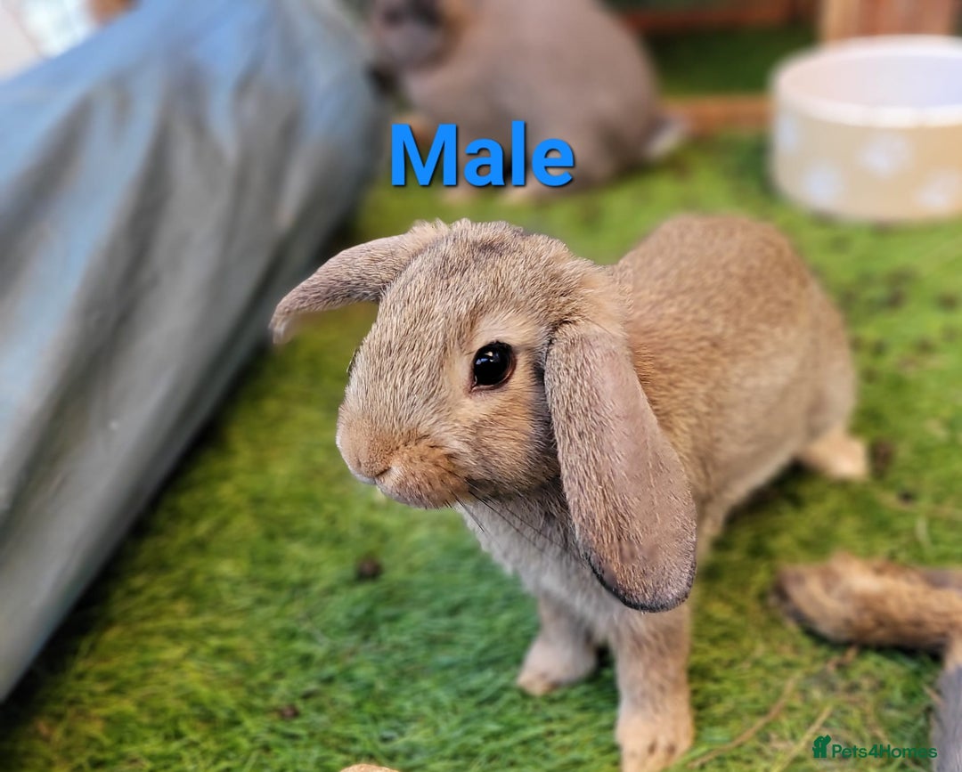 Mini Lop rabbits for sale: Beautiful Mini Lops - READY TO LEAVE - Image 26