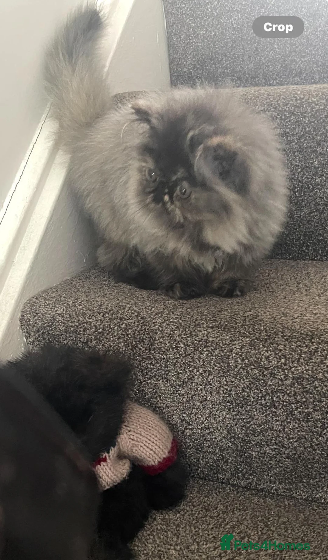 Persian cats for sale: Registered pedigree persian kitten - Advert 3