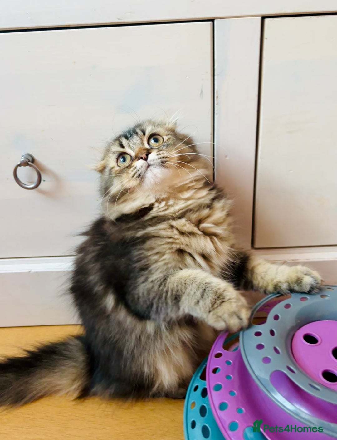 Scottish Fold cats for sale: Scottish Fold Pedigree Kittens in Romford - Image 9
