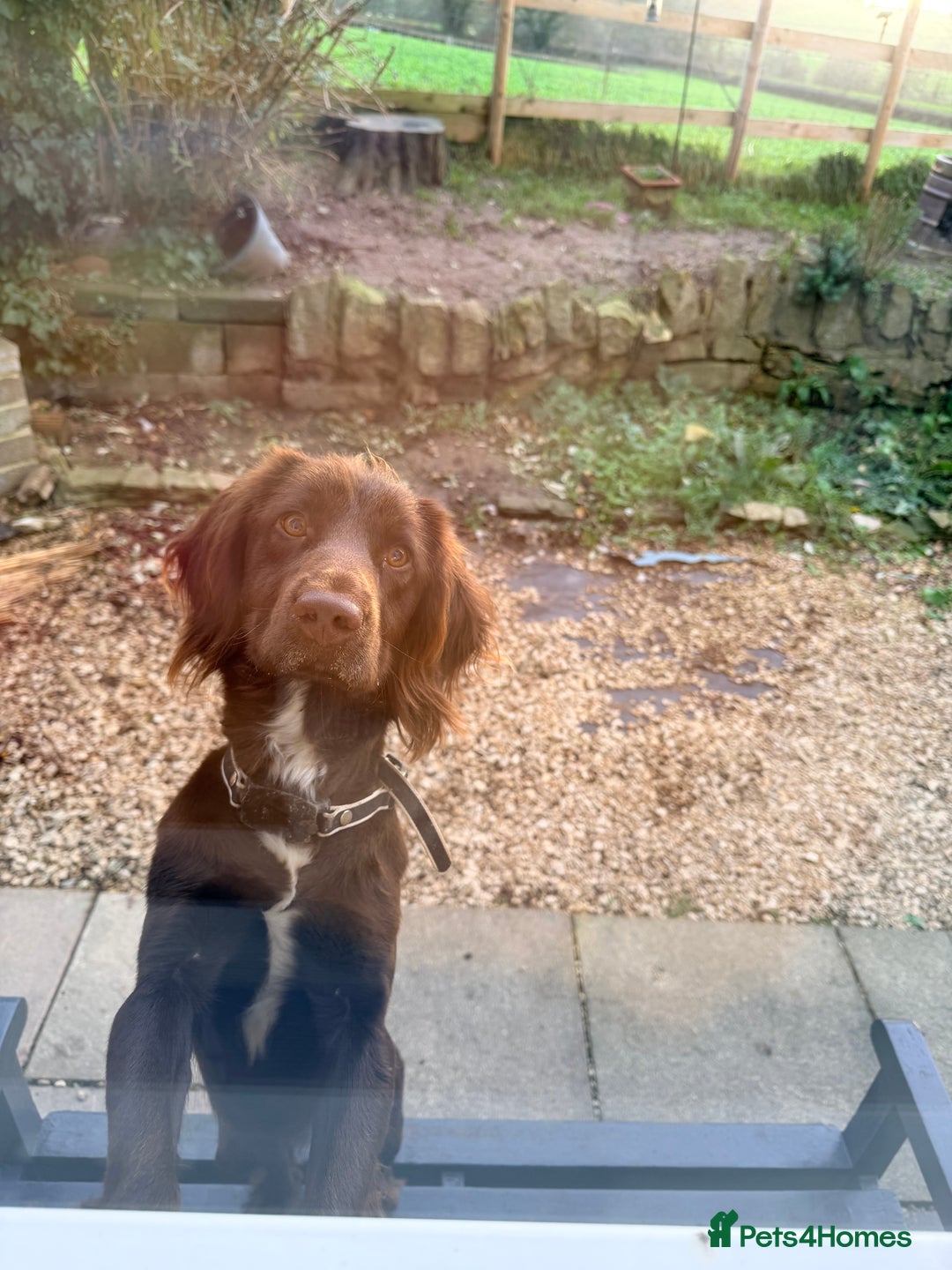 Cocker Spaniel dogs for sale: Gorgeous cocker spaniel bitch  - Advert 3