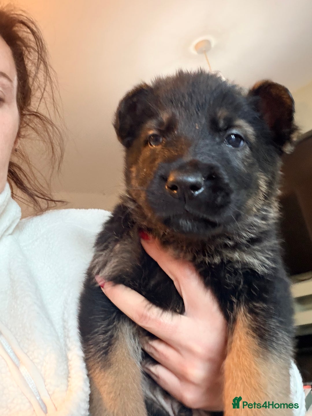 German Shepherd dogs for sale: 4x German shepard  pups females available  - Advert 9