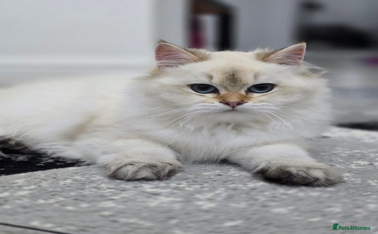 British Longhair cats Stunning Colour Point Girl - Advert 5