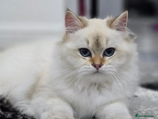 British Longhair cats Stunning Colour Point Girl - Advert 4