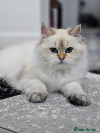 British Longhair cats Stunning Colour Point Girl - Advert 5