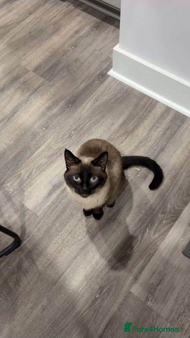 Siamese cats Beautiful Siamese Kittens (2 LEFT) - Advert 5