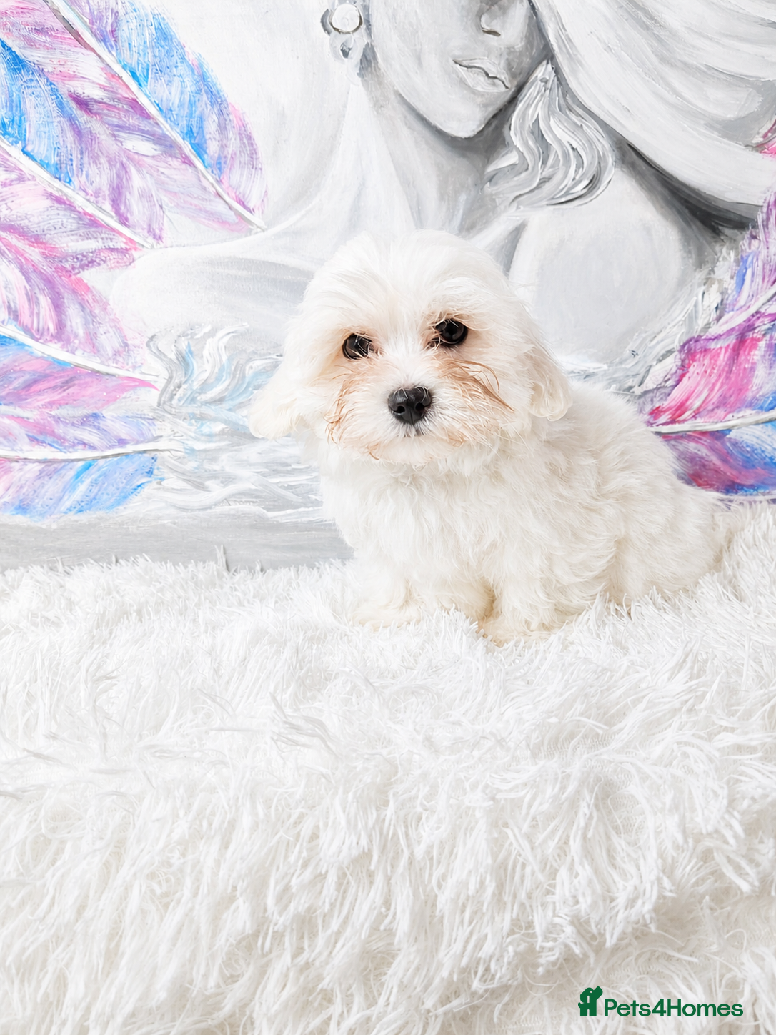 Maltese dogs for sale: Maltease KC ONLY ONE GIRL AND ONE BOY LEFT. - Advert 8