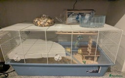 Hamster rodents for sale: 2 friendly dwarfed hamsters - Image 3