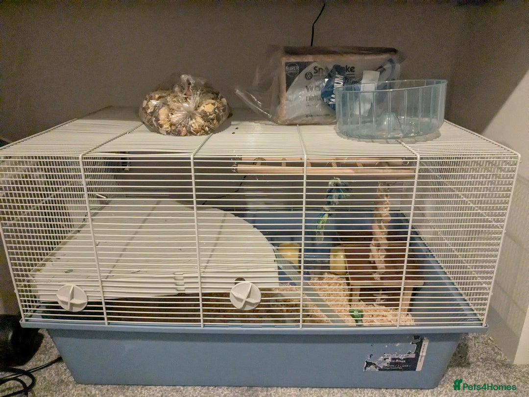 Hamster rodents for sale: 2 friendly dwarfed hamsters - Image 3