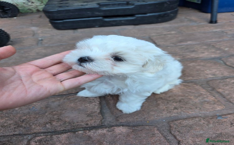 Maltese dogs - Advert 1