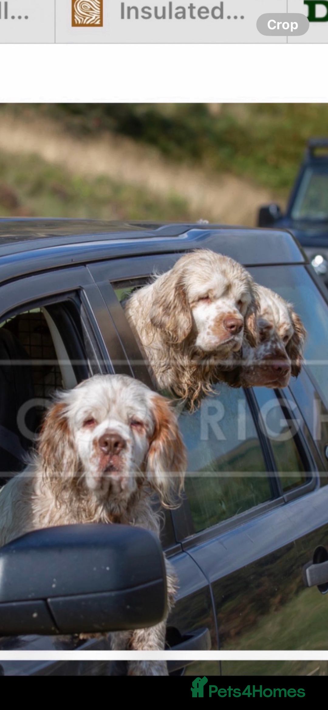 Clumber Spaniel dogs for sale: Fantastic Clumber Spaniel Puppy’s  - Image 20