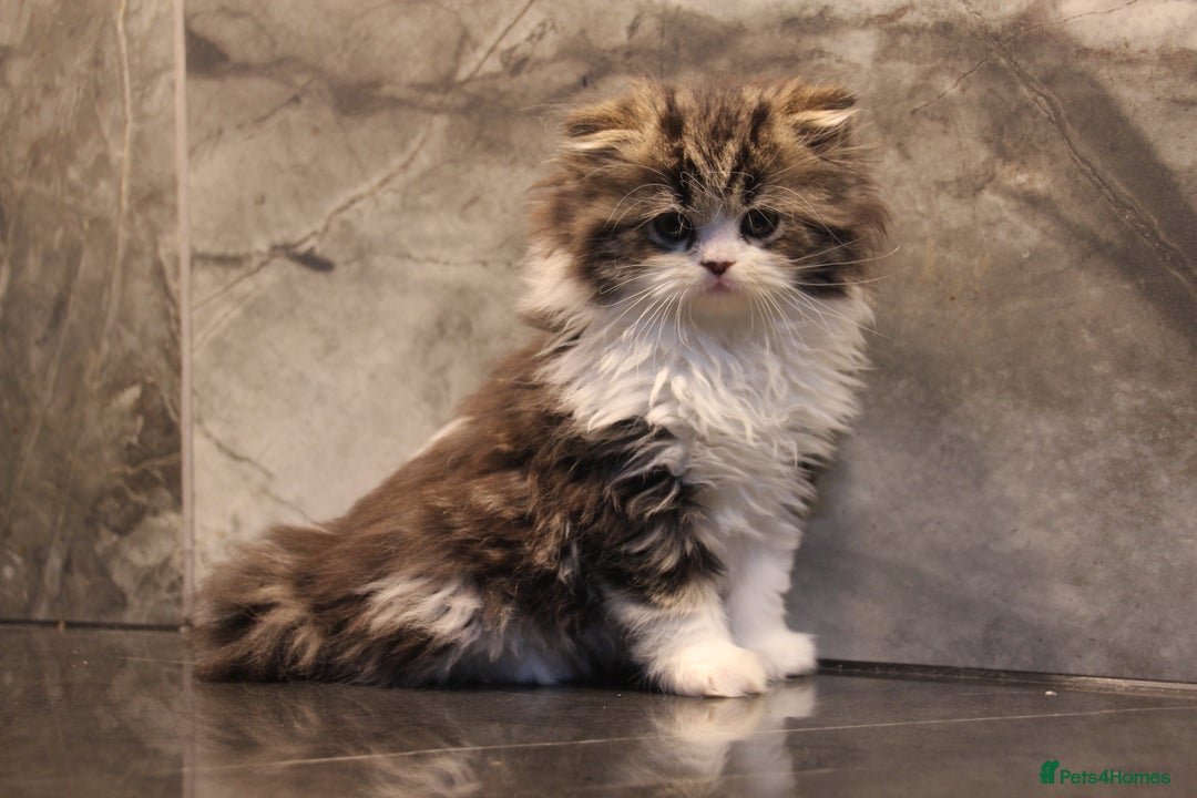 Scottish Fold cats for sale: KITTEN IS RE-ADERTISED DUE TO CANCELLATION - Advert 14