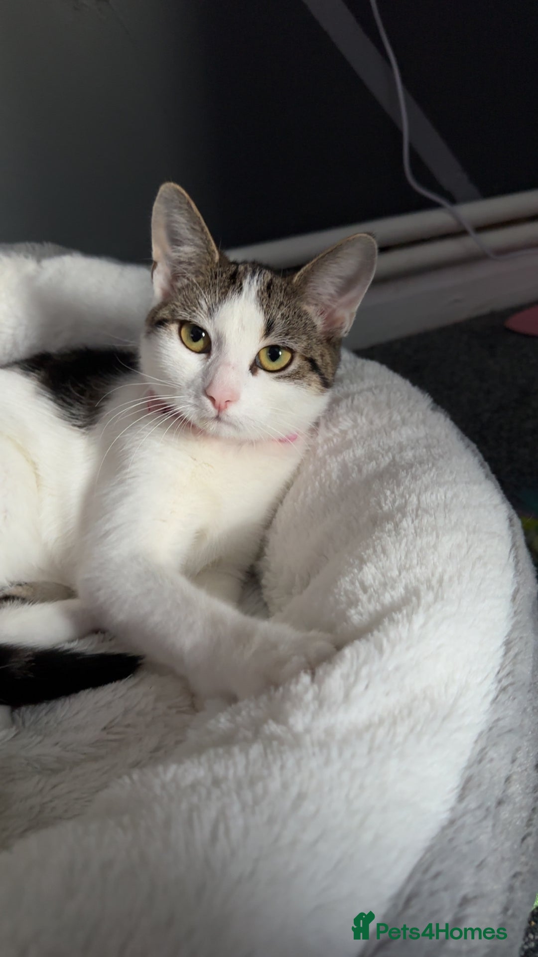 Mixed Breed cats for sale: Mixed tabby - Advert 1