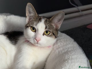 Mixed Breed cats Mixed tabby - Advert 1