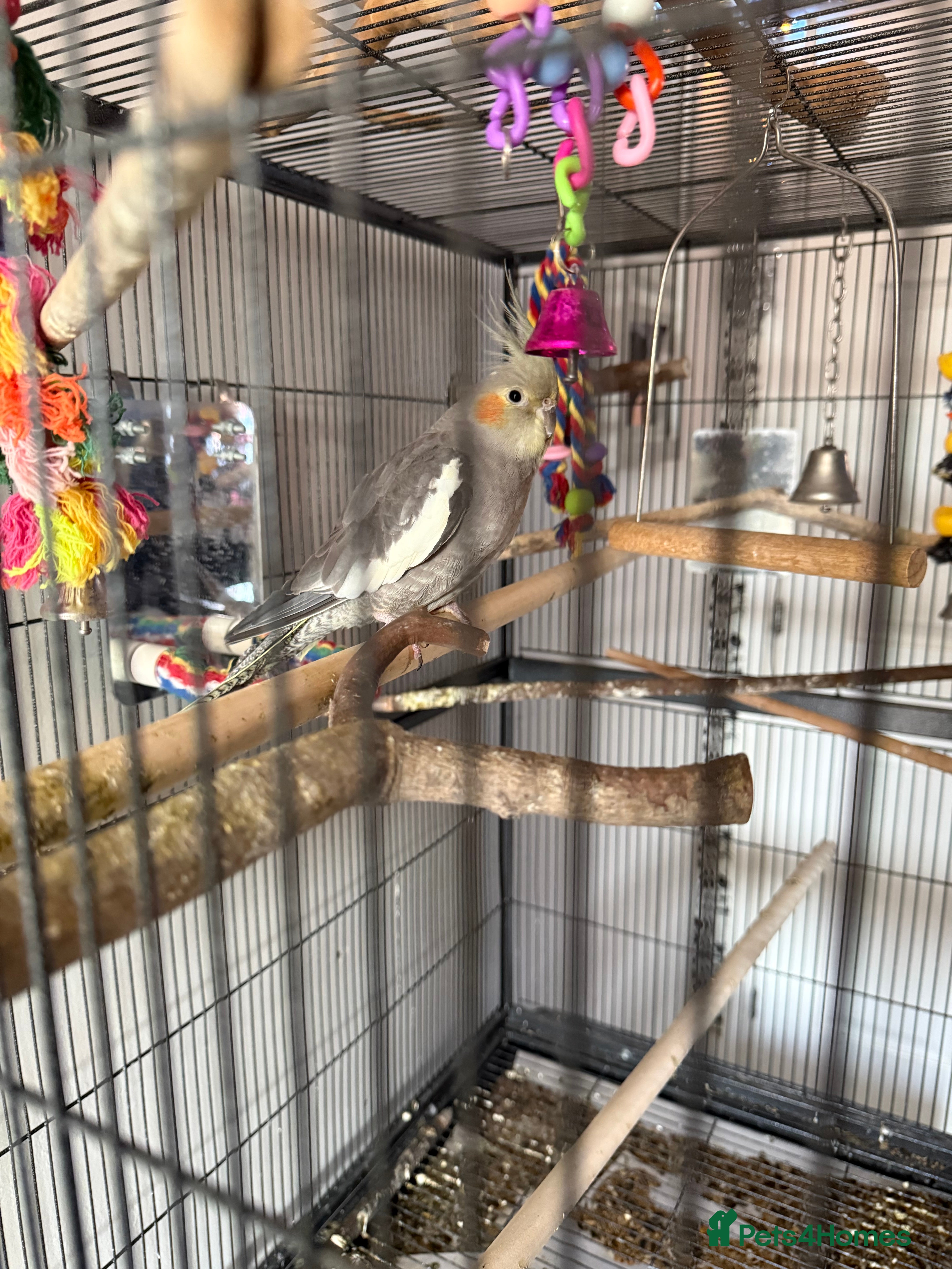 Cockatiels birds Re homing my tame female cocktail Indie  - Advert 4