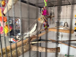 Cockatiels birds Re homing my tame female cocktail Indie - Advert 1