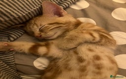 British Shorthair cats for sale: 2 kittens looking for forever home  - Image 7