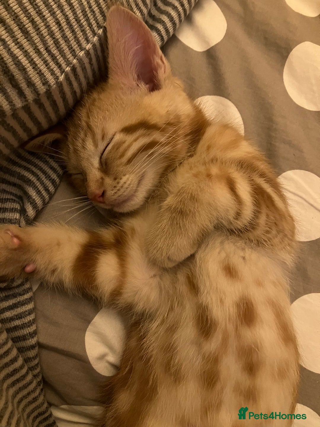 British Shorthair cats for sale: 2 kittens looking for forever home  - Image 7
