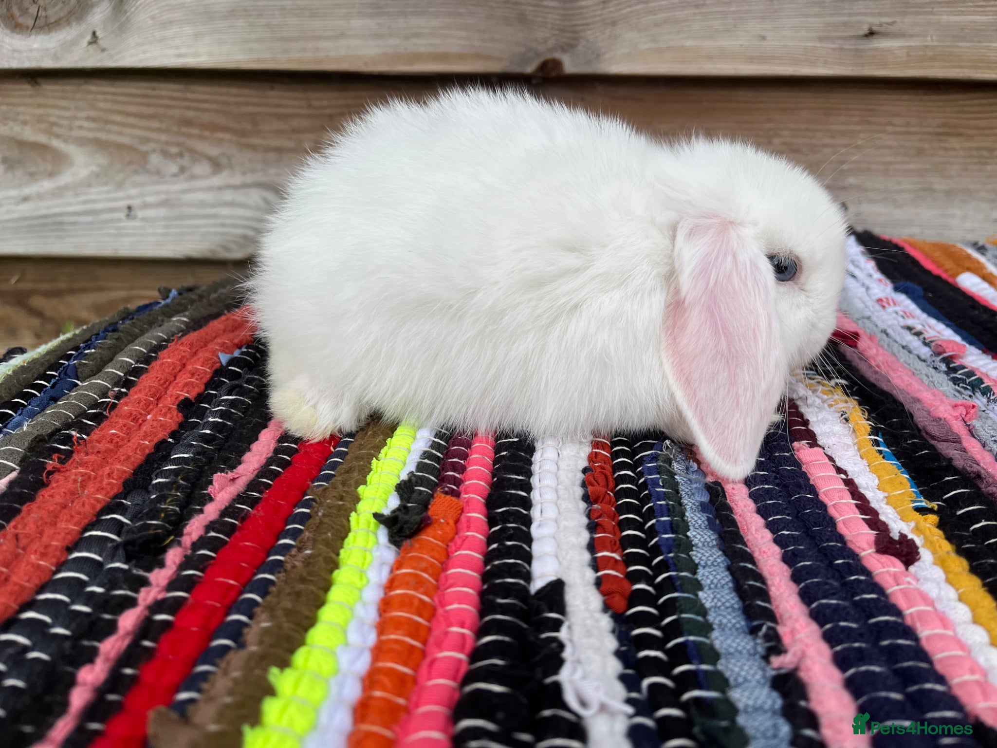 Mini Lop rabbits for sale: Gorgeous pure Mini lops  - Advert 6