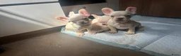 French Bulldog dogs for sale: french bulldog puppys - Advert 8