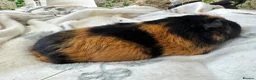 Guinea Pig rodents for sale: Guinea Pigs  - Advert 26