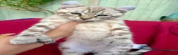 Keetso cats for sale: Superb very rare polydactyl curled eared keetsos  - Advert 39