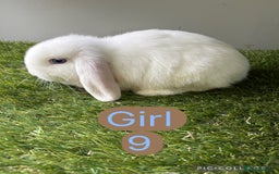 Mini Lop rabbits for sale: Stunning mini lop babies  - Image 14