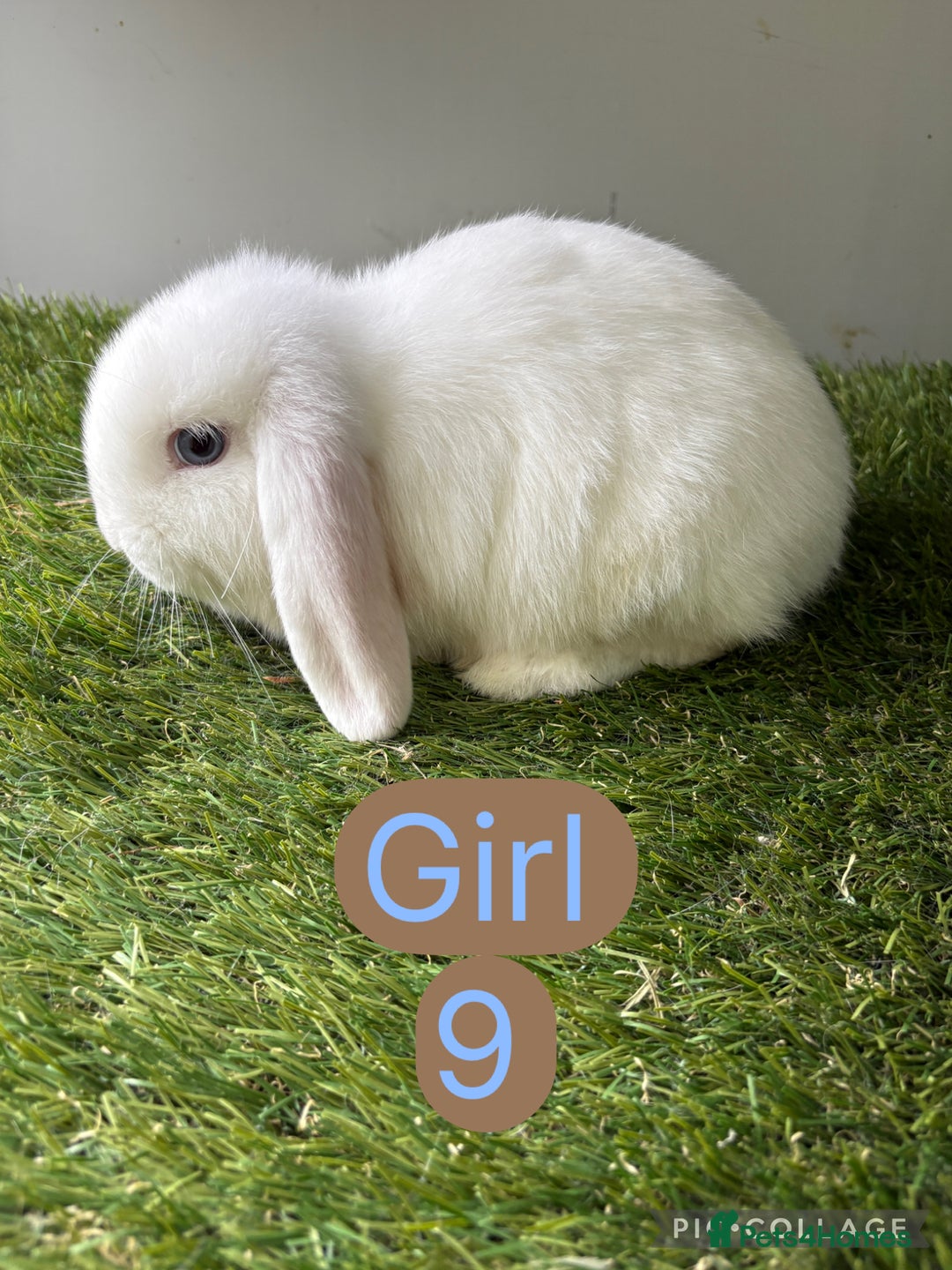 Mini Lop rabbits for sale: Stunning mini lop babies  - Image 14