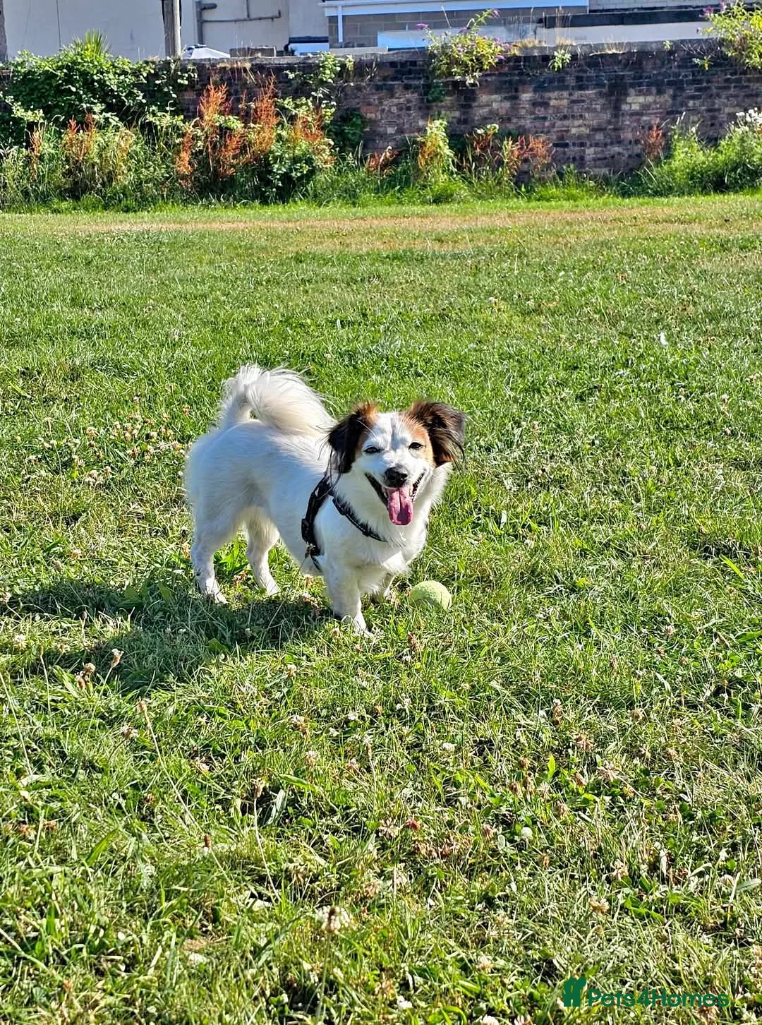 Mixed Breed dogs for sale: Pomchi/jackrussel x papilon  in Blyth - Advert 15