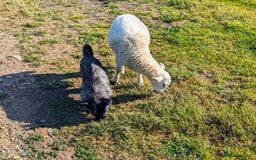 Mixed Breed dogs for sale: 2 year old Pug x westie - Image 7