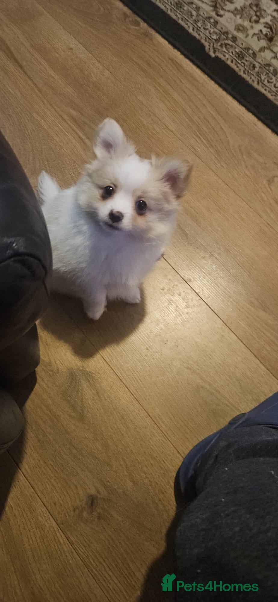 Pomchi dogs 🐾 One Adorable Pomchi Boy Left 🐾 - Advert 4