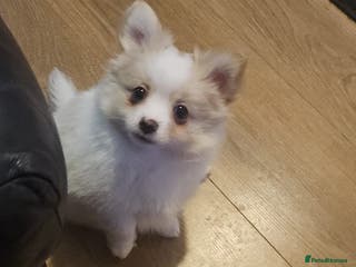 Pomchi dogs 🐾 One Adorable Pomchi Boy Left 🐾 - Advert 4