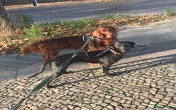Mixed Breed dogs for sale: Loving energetic dog - Image 7