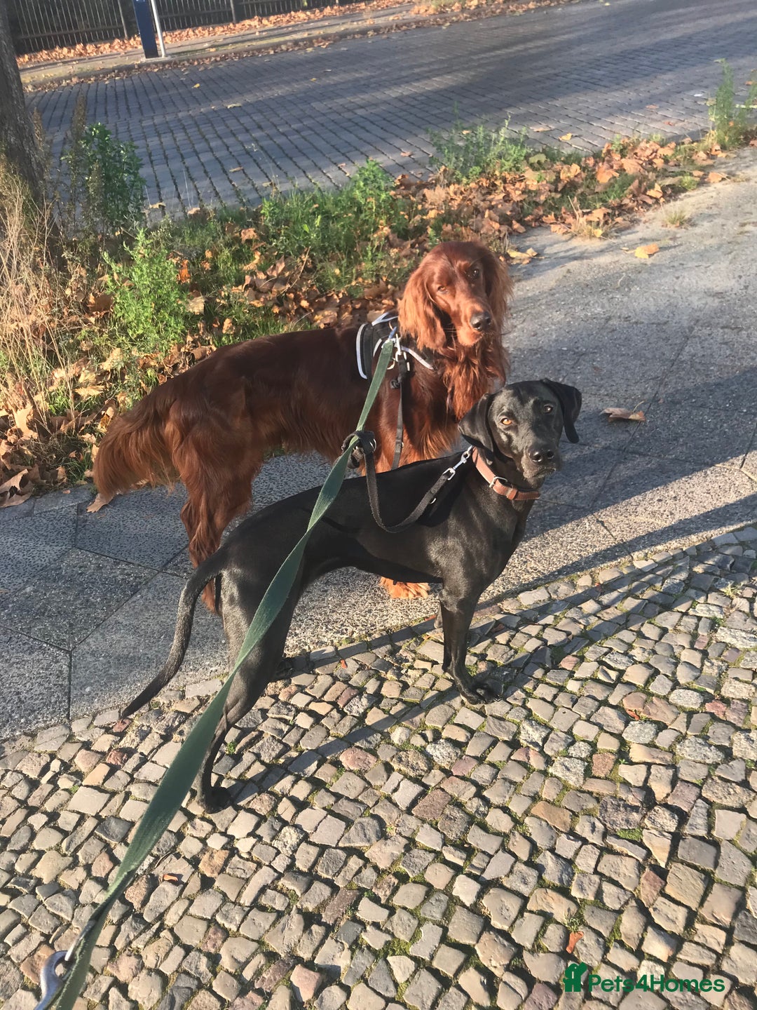 Mixed Breed dogs for sale: Loving energetic dog - Image 7