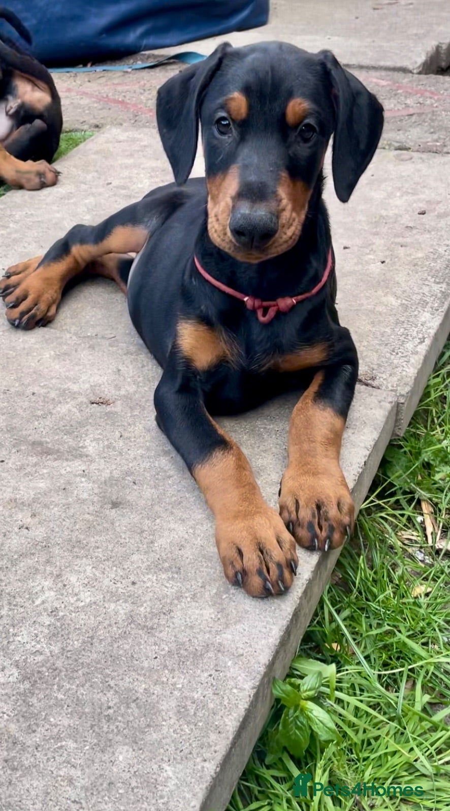Dobermann dogs Doberman puppies 3 available!! - Advert 1