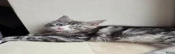 Maine Coon cats for sale: Maine coon Blue eyes + Long Hair - Advert 28