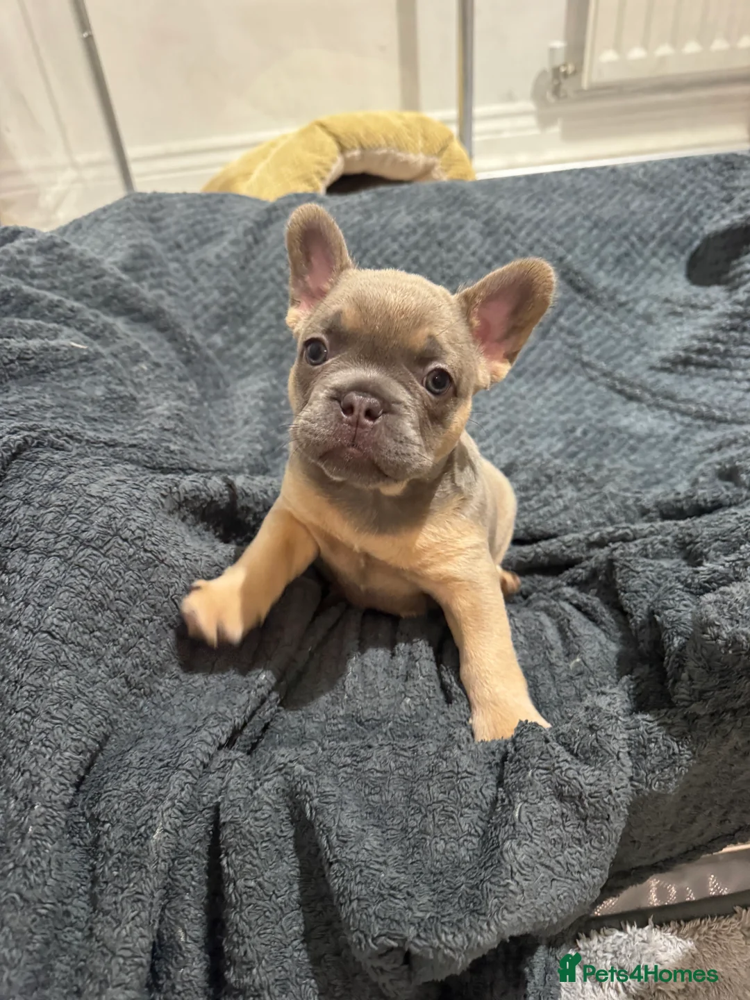French Bulldog dogs for sale: Frenchie female  - Advert 6