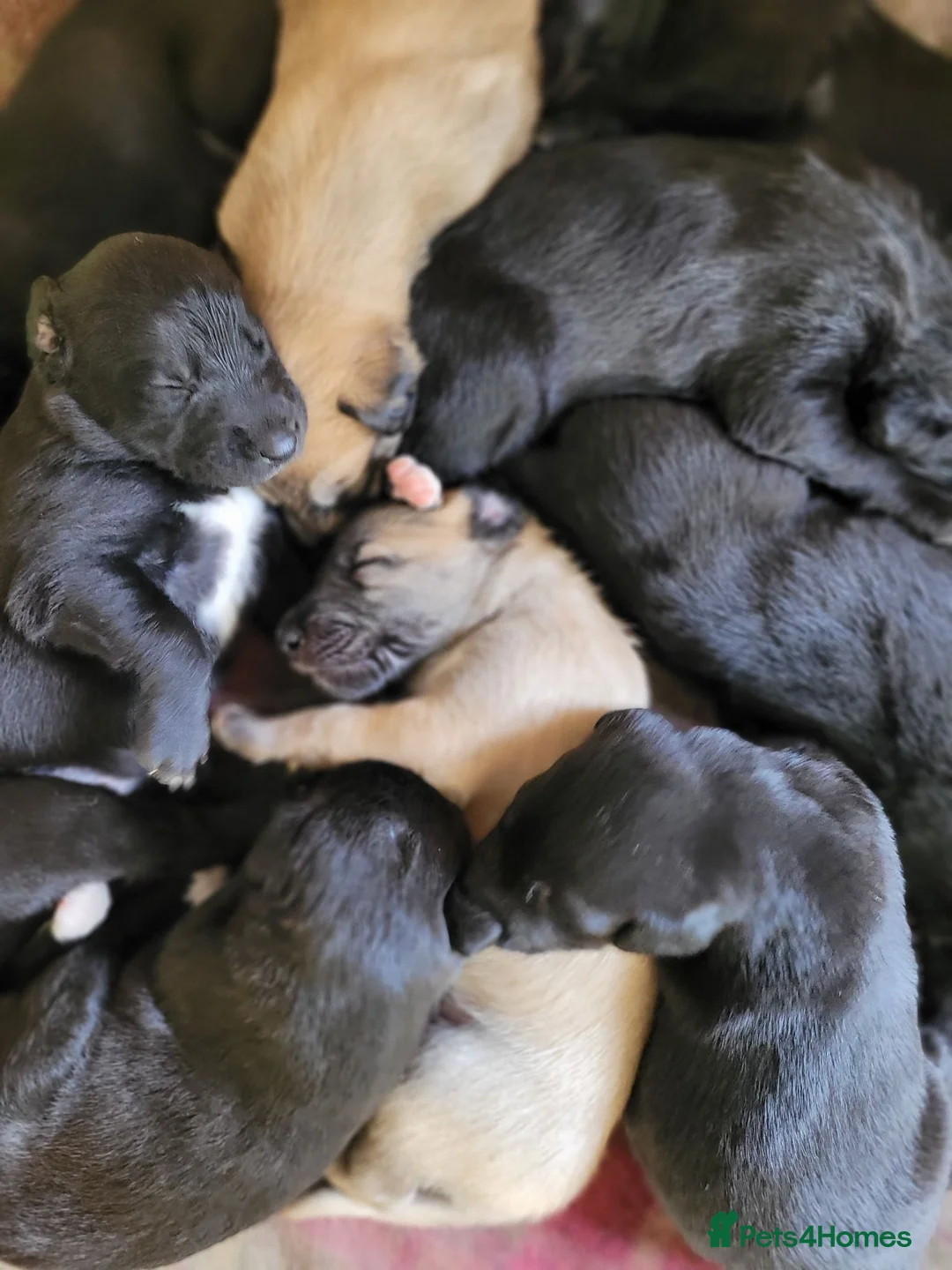 Lurcher dogs for sale: Lurcher puppies - Advert 1