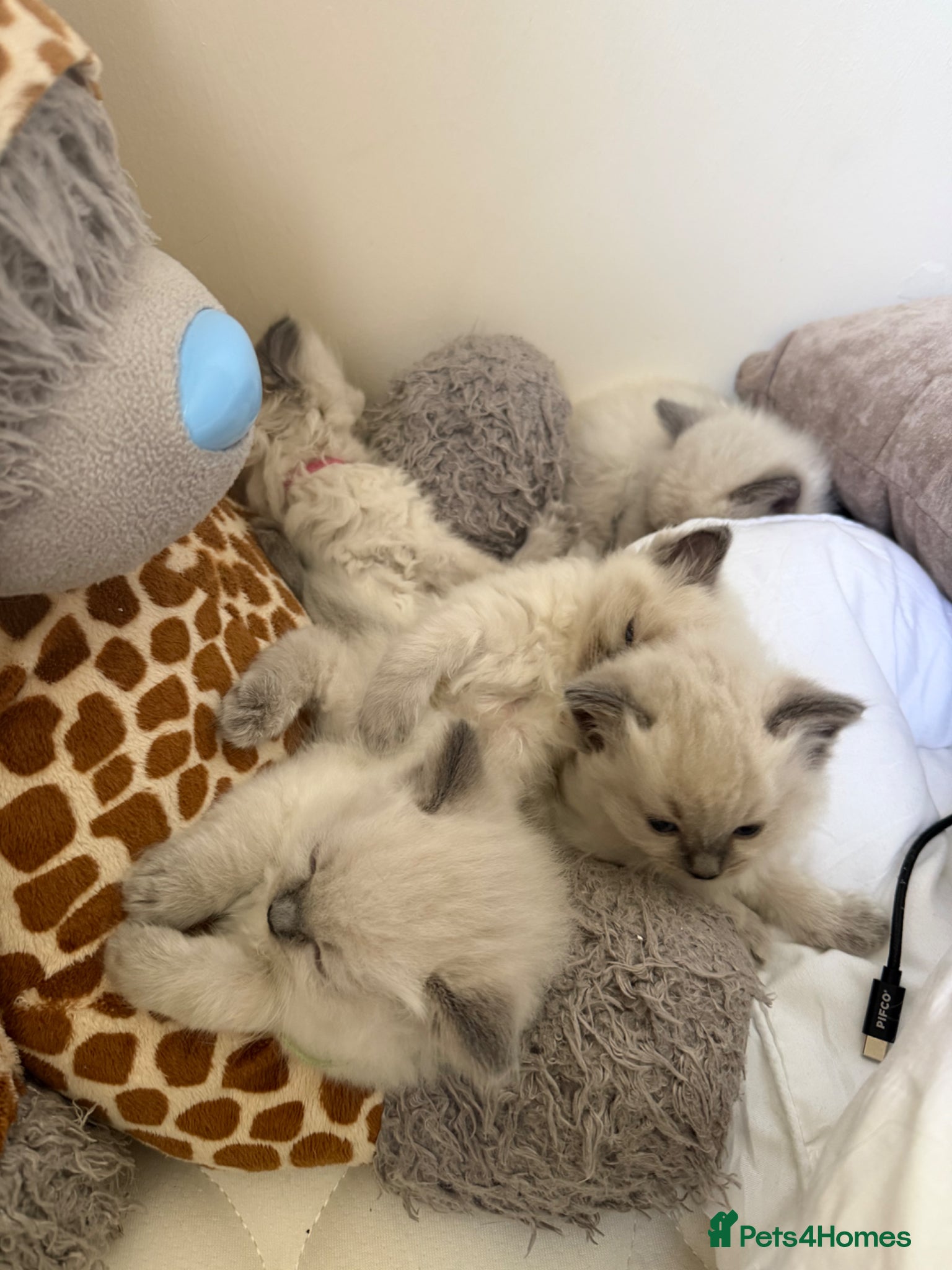 Ragdoll cats Ragdolls  - Advert 5