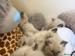 Ragdoll cats Ragdolls - Advert 5