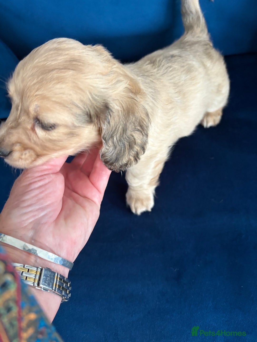 Dachshund dogs for sale: Miniature long haired dachshund pups KC registered - Image 12