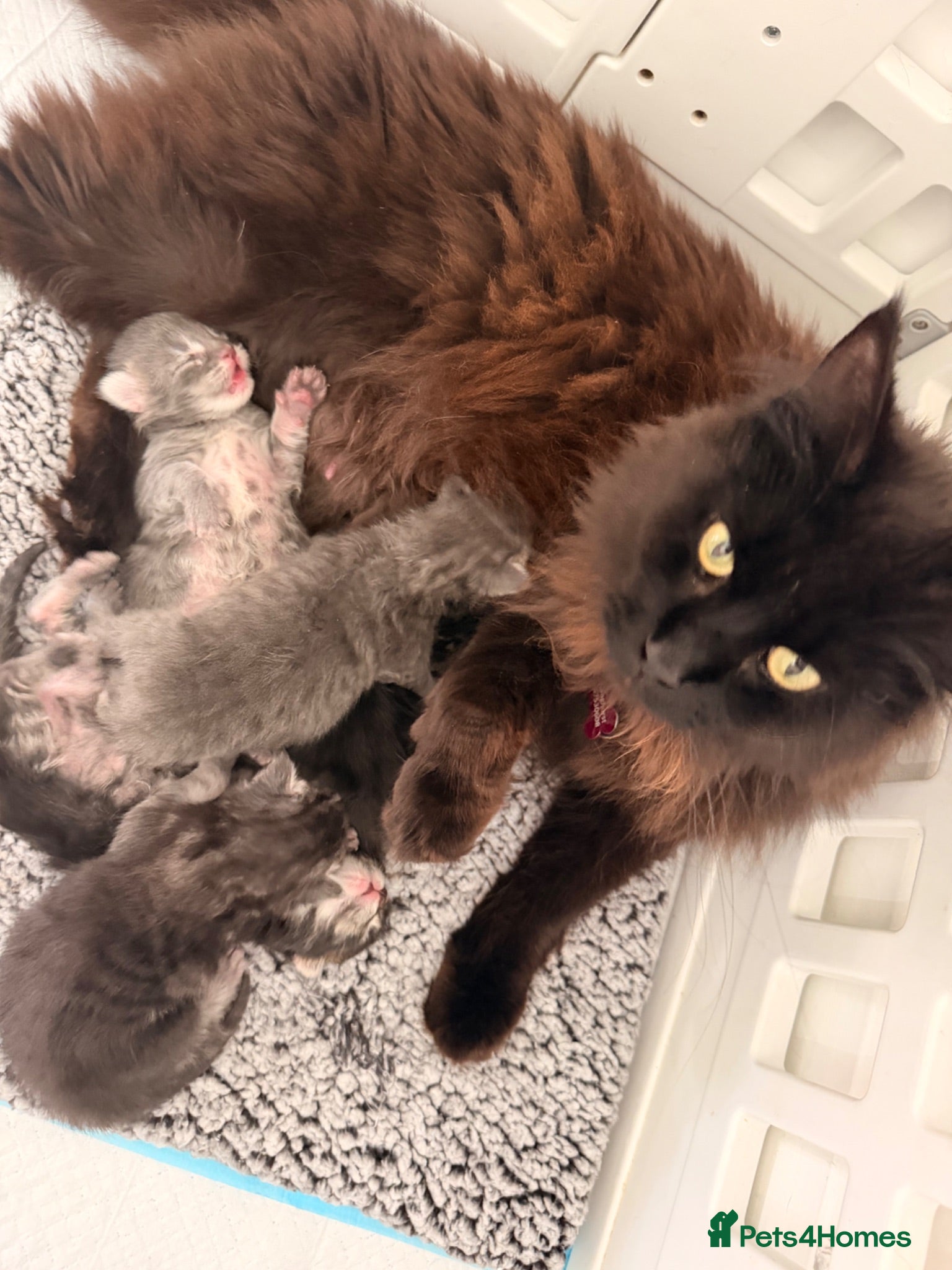 Maine Coon cats Maine Coon Kittens  - Advert 7