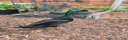 Ducks poultry for sale: Male and female bonded pair of ducks - Advert 2