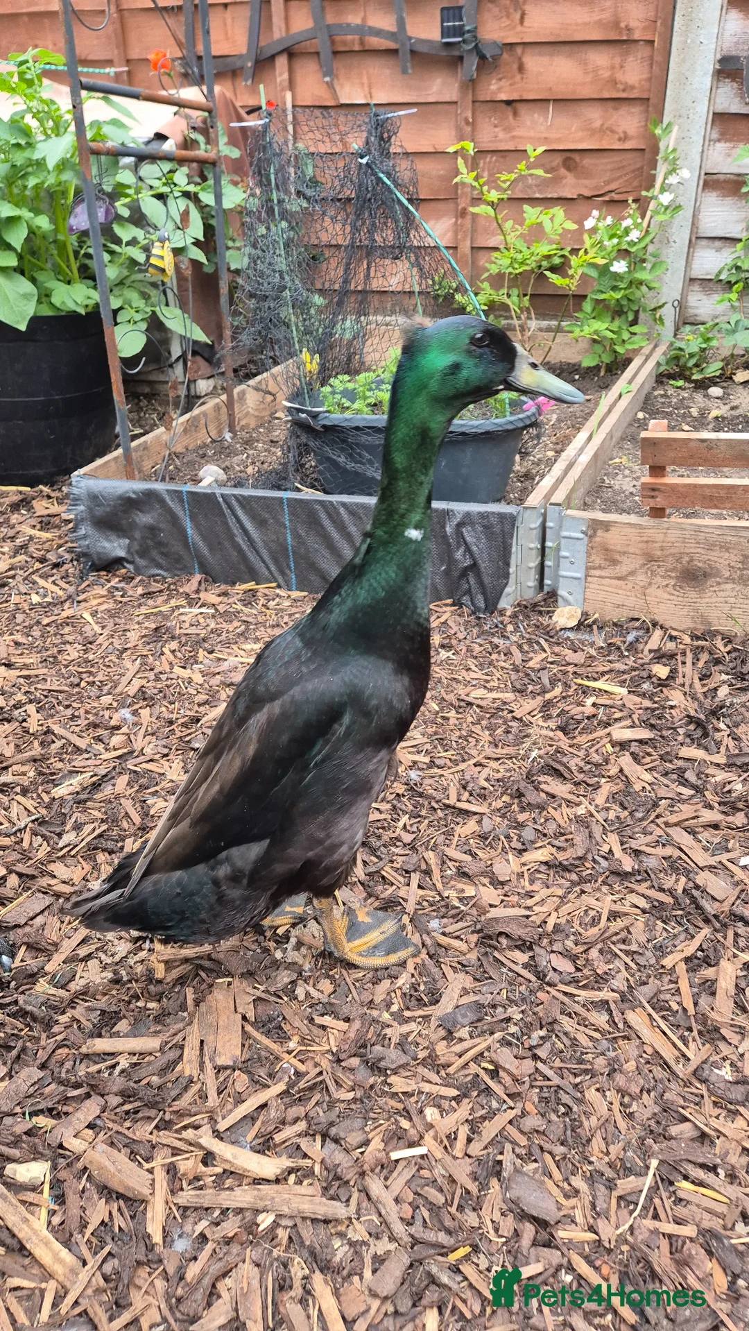 Ducks poultry for sale: Male and female bonded pair of ducks - Advert 2